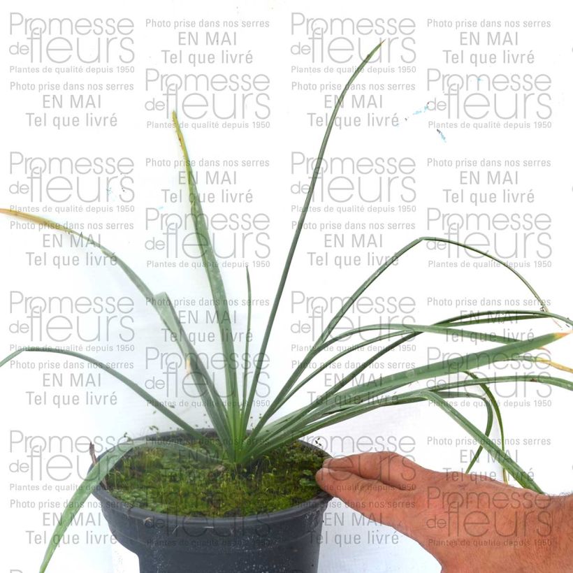 Ejemplo de ejemplar de Eremurus Cleopatra Bulbo calibre I tal y como se entrega