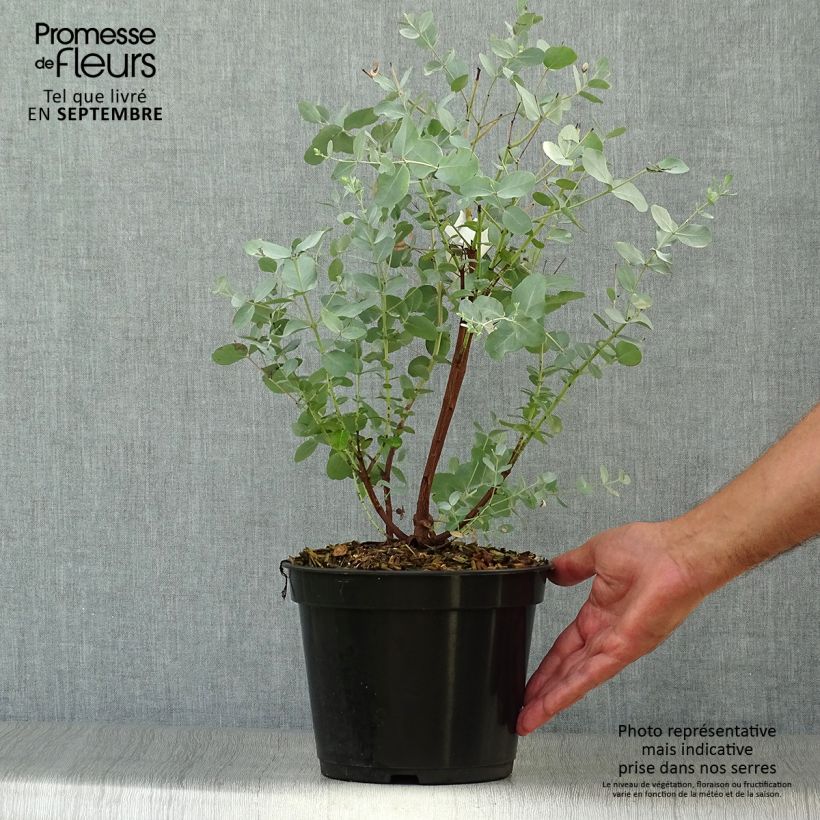Ejemplar de Eucalyptus archeri - Eucalipto de Archer Maceta 4L/5L entregado en otoño