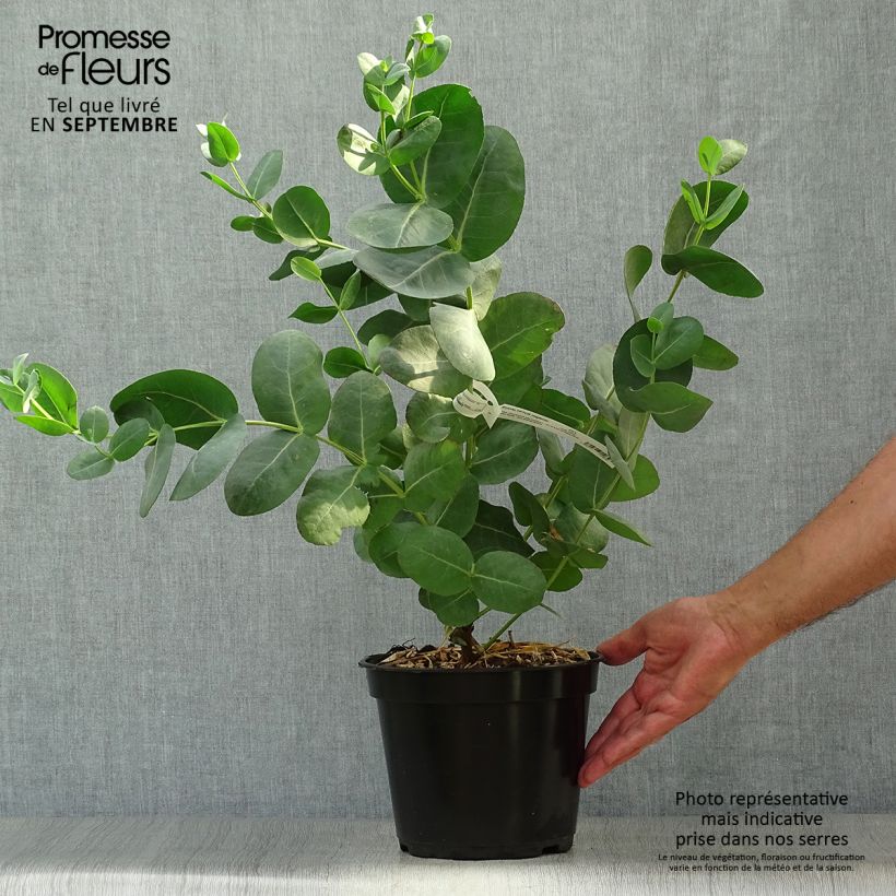Ejemplar de Eucalyptus neglecta - Eucalipto descuidado Maceta 4L/5L entregado en otoño