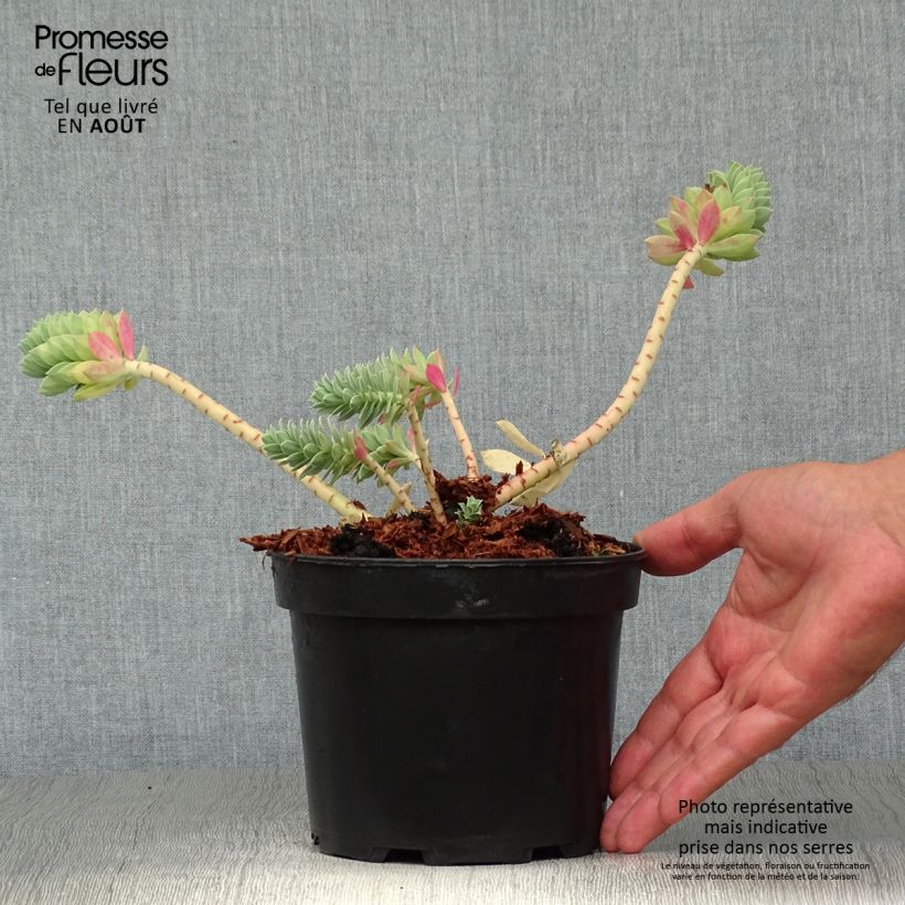 Ejemplar de Euphorbia myrsinites - Euforbia de hoja de mirto Maceta 2L/3L entregado en verano