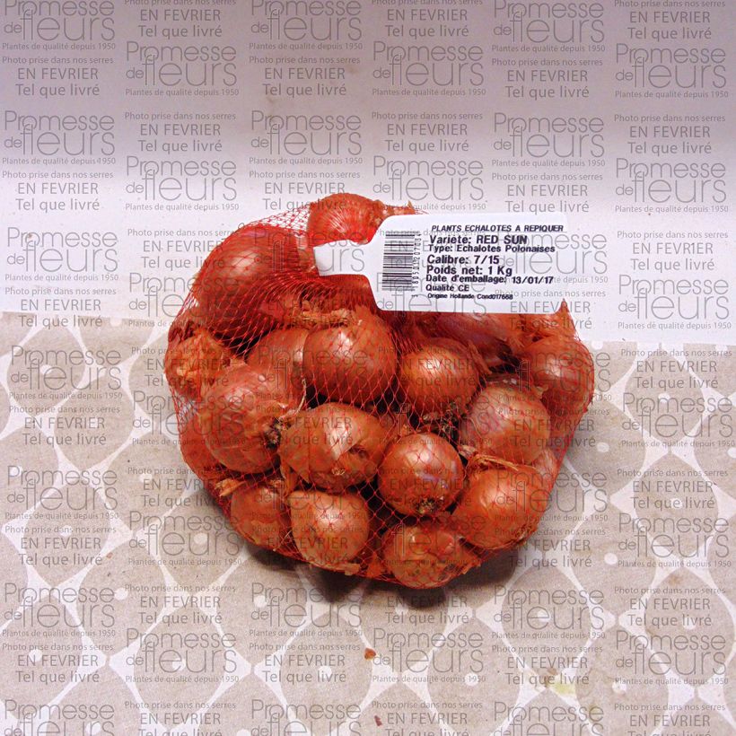 Ejemplo de ejemplar de Cebolla chalota Red Sun Pieza calibre 7/15 mm tal y como se entrega