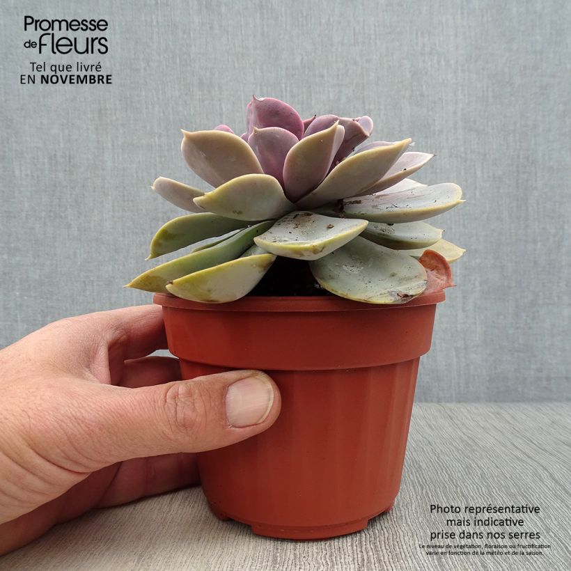 Ejemplar de Echeveria Perle Von Nürnberg Maceta de 12 cm / 13 cm entregado en otoño