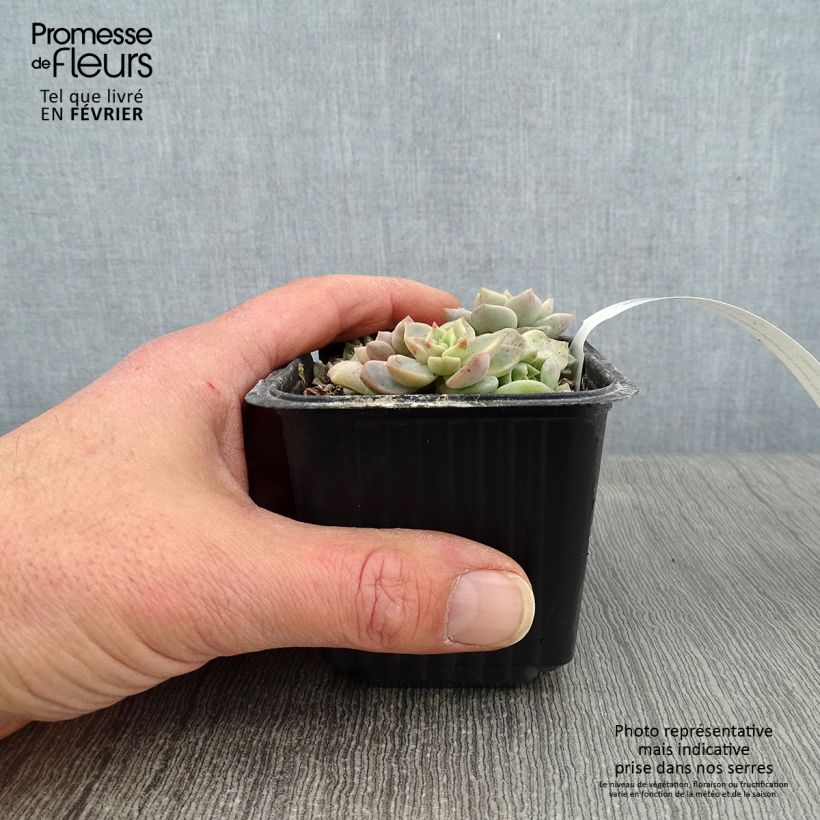 Echeveria elegans Rose Maceta de 8/9 cm Ejemplar entregado en invierno