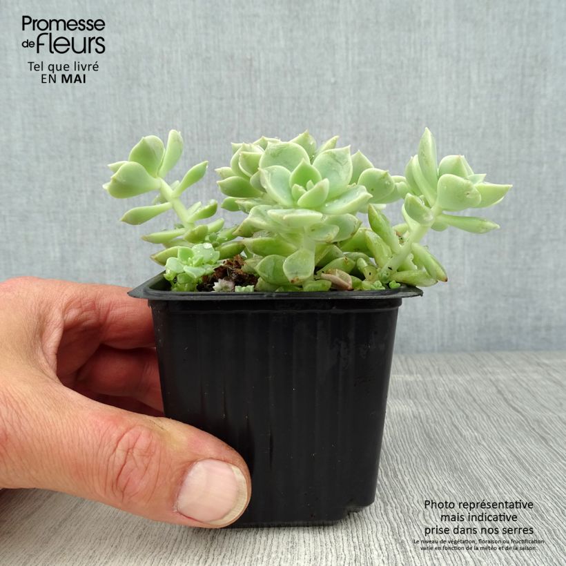 Echeveria elegans Rose Maceta de 8/9 cm Ejemplar entregado en la primavera