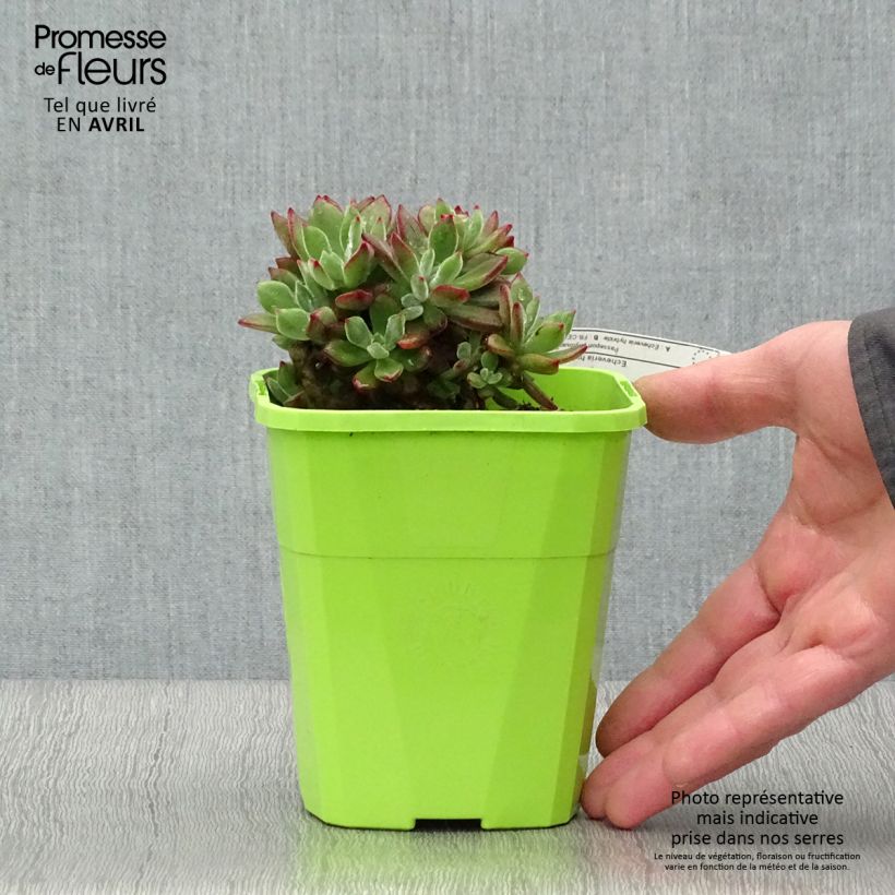 Echeveria Devotion Maceta 1L/1,5L Ejemplar entregado en la primavera