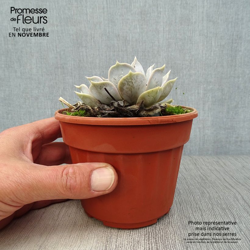 Ejemplar de Echeveria lilacina Maceta 1,5L/2L entregado en otoño