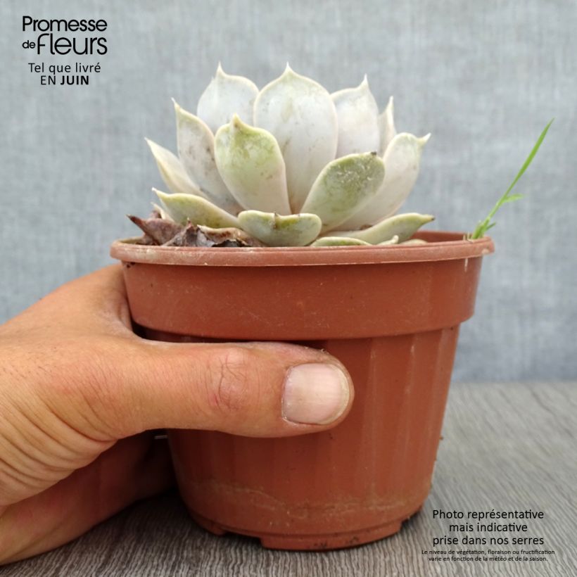 Ejemplar de Echeveria lilacina Pot de 13 cm entregado en verano