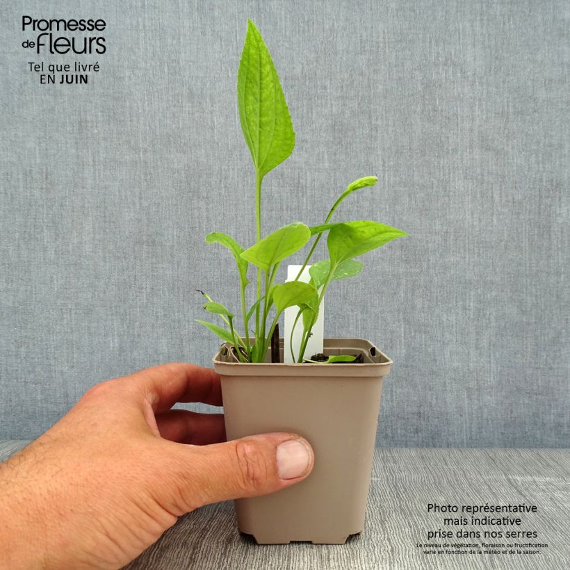 Ejemplar de Echinacea purpurea Aloha Maceta de 8/9 cm entregado en verano