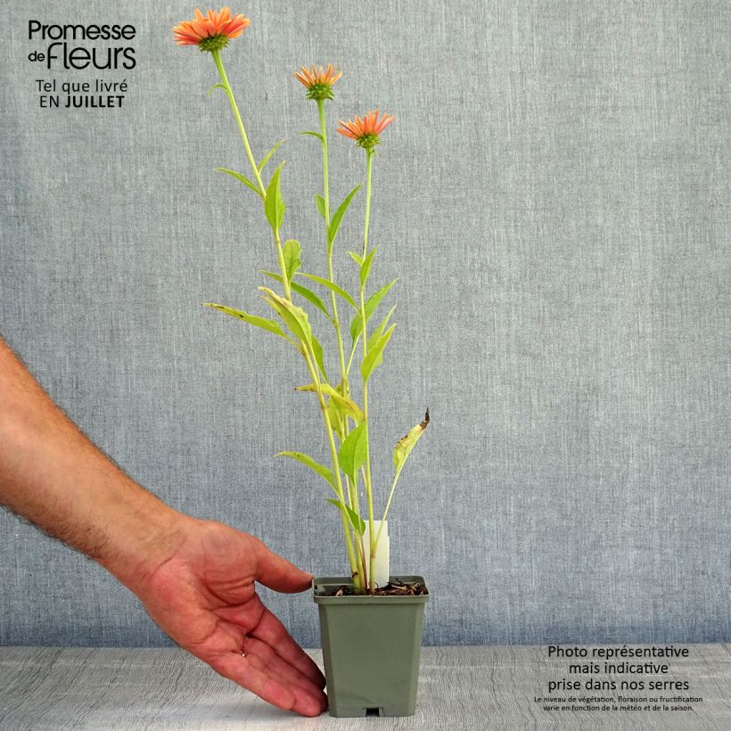 Ejemplar de Echinacea Big Kahuna Maceta de 8/9 cm entregado en verano