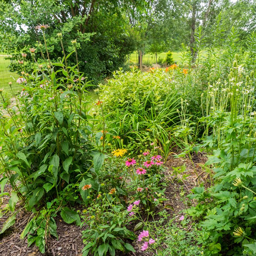 Echinacea purpurea Cheyenne Spirit (Porte)