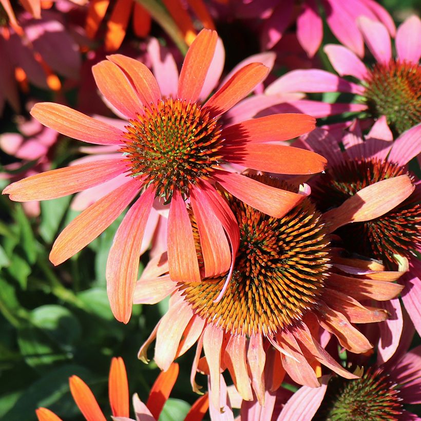 Echinacea purpurea Cheyenne Spirit (Floración)