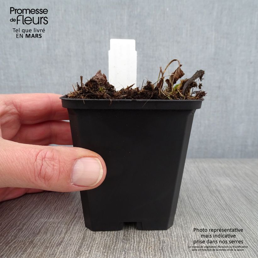 Echinacea purpurea Funky White Maceta de 8/9 cm Ejemplar entregado en invierno