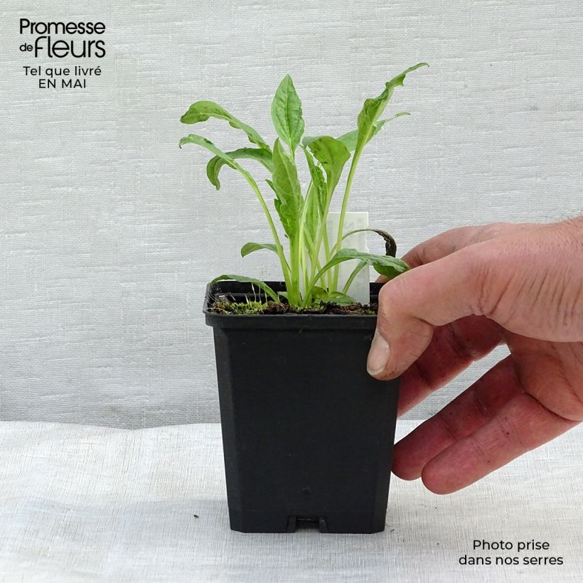 Echinacea purpurea Harvest Moon Maceta de 8/9 cm Ejemplar entregado en la primavera