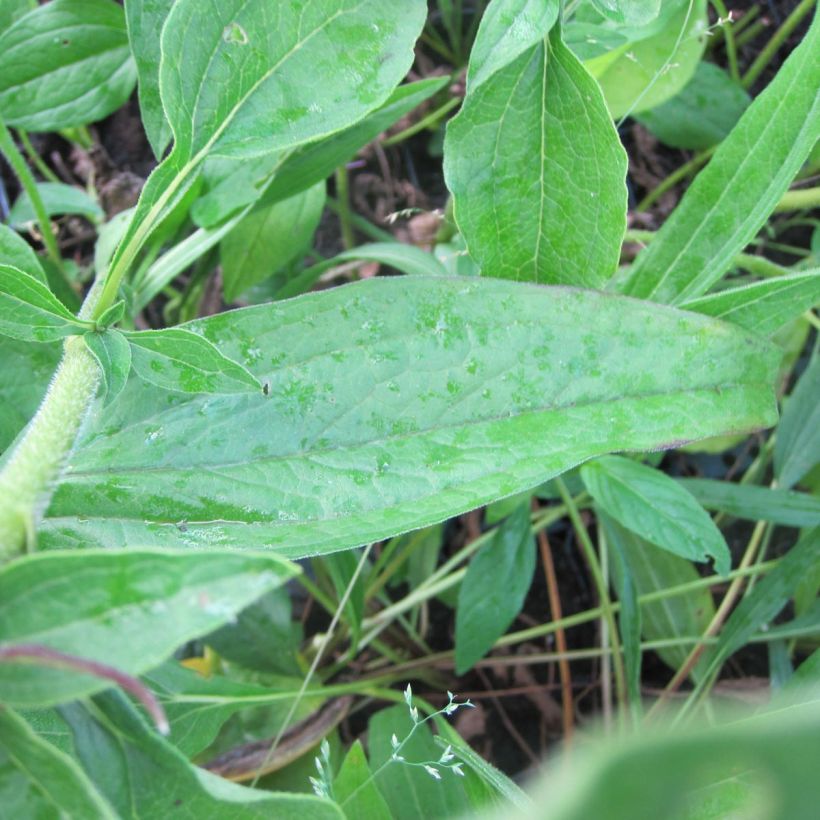 Echinacea purpurea Mozarella (Follaje)