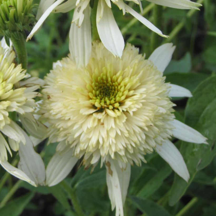 Echinacea purpurea Mozarella (Floración)