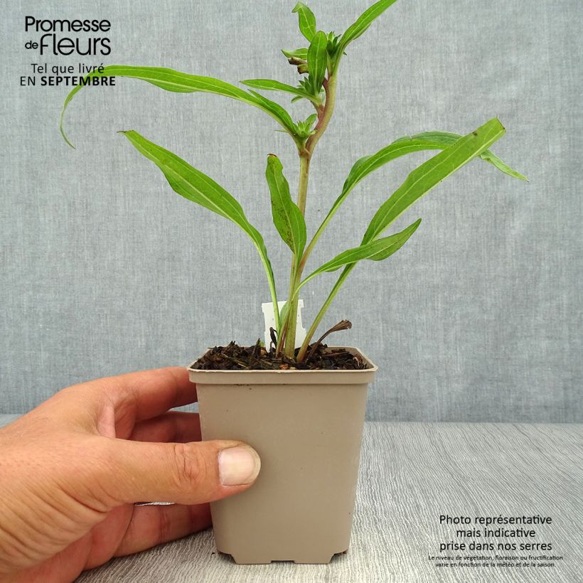 Ejemplar de Echinacea Prima Ginger Maceta de 8/9 cm entregado en otoño