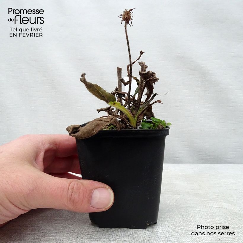 Echinacea purpurea Red Knee High Maceta de 8/9 cm Ejemplar entregado en invierno
