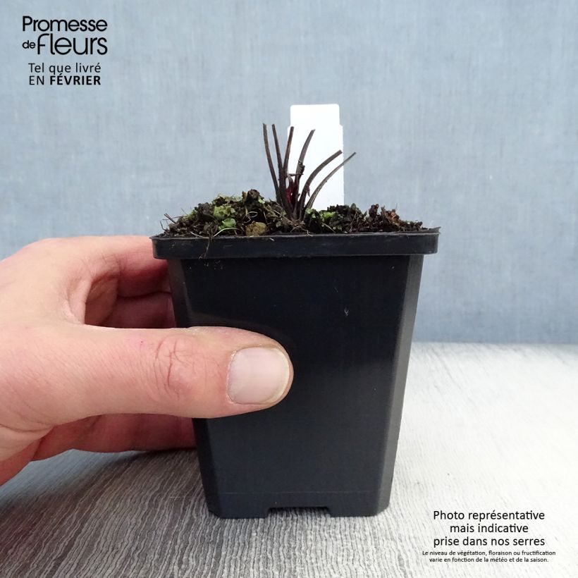 Echinacea Robin Hood Maceta de 8/9 cm Ejemplar entregado en invierno