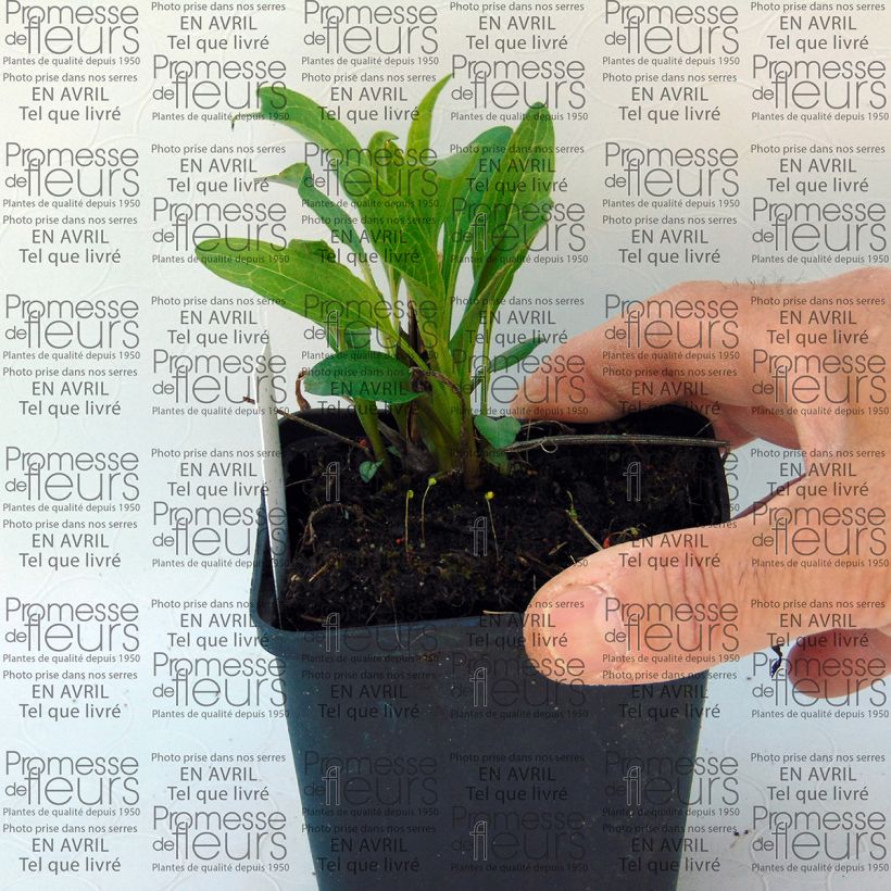 Ejemplo de ejemplar de Echinacea purpurea Secret Passion Maceta de 8/9 cm tal y como se entrega