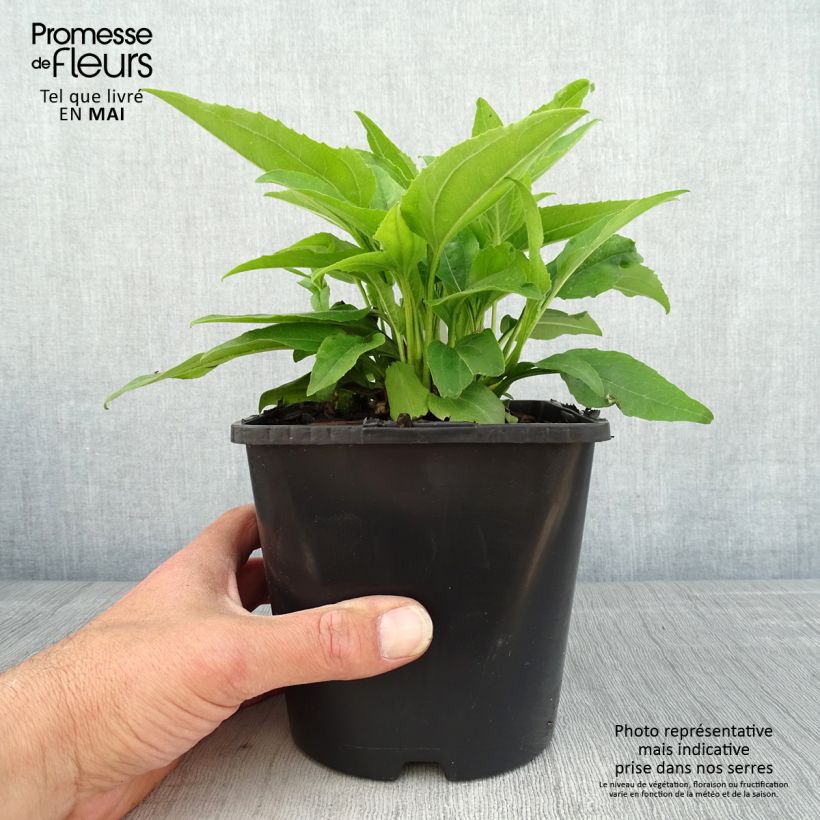 Echinacea purpurea SunSeekers Apple Green Maceta 1,5L/2L Ejemplar entregado en la primavera