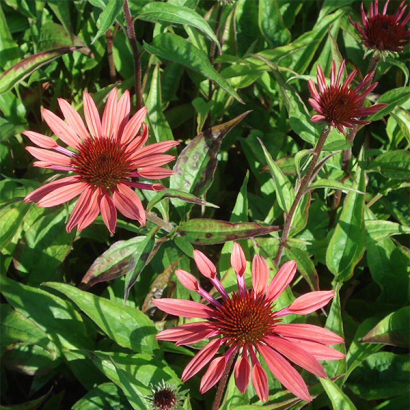 Echinacea Sunset (Floración)