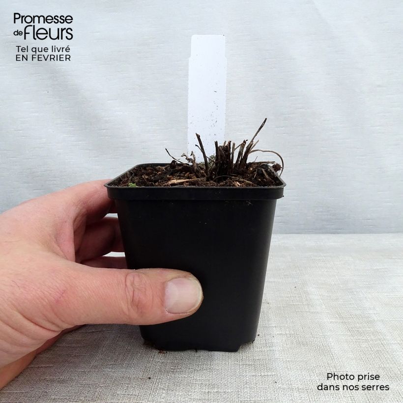 Echinacea Supreme Flamingo Maceta de 8/9 cm Ejemplar entregado en invierno