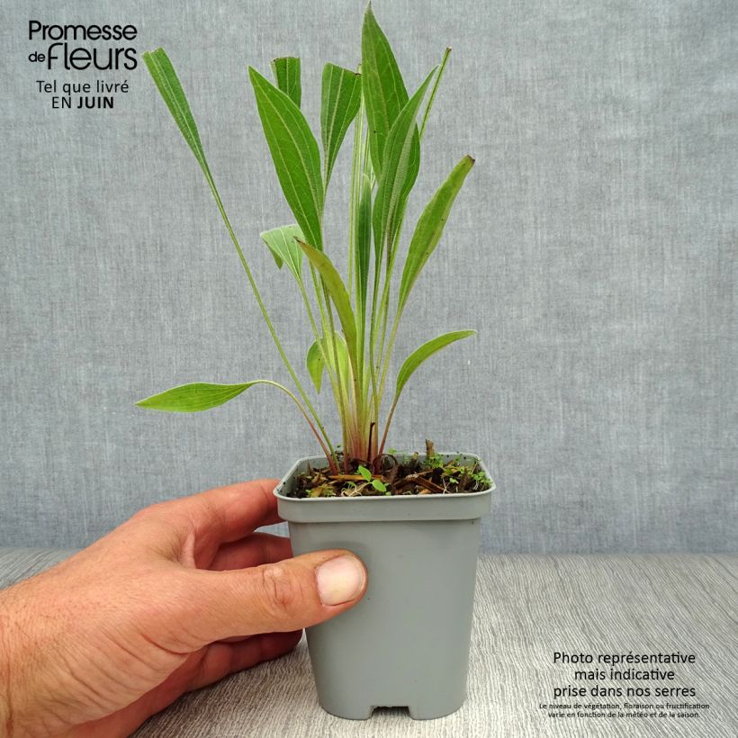 Ejemplar de Echinacea pallida - Equinácea pálida Maceta de 8/9 cm entregado en verano