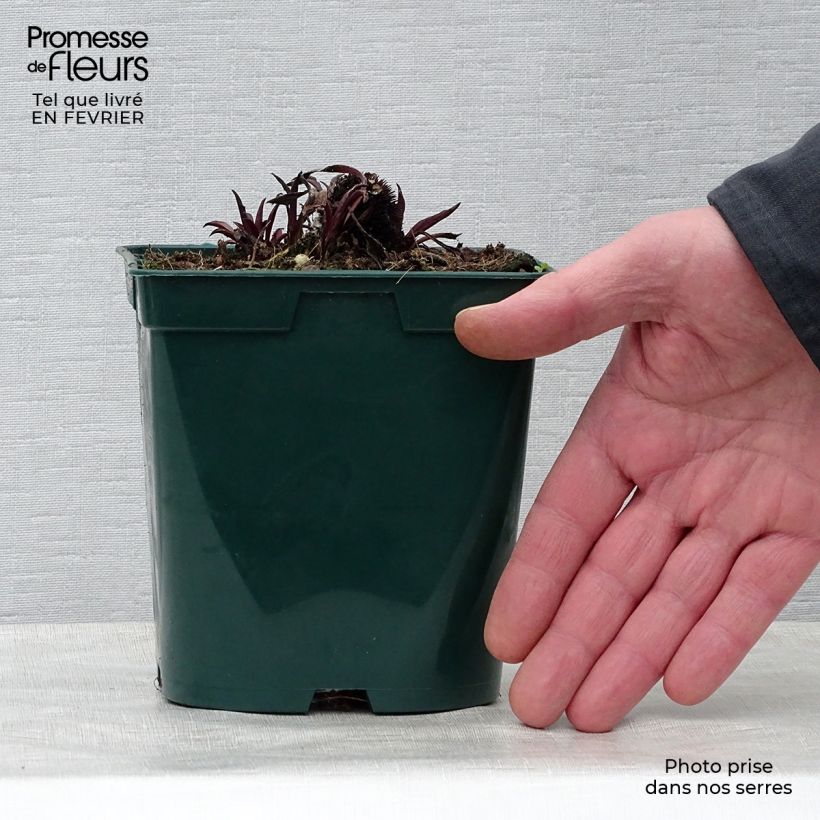 Echinacea pallida - Equinácea pálida Maceta 2L/3L Ejemplar entregado en invierno