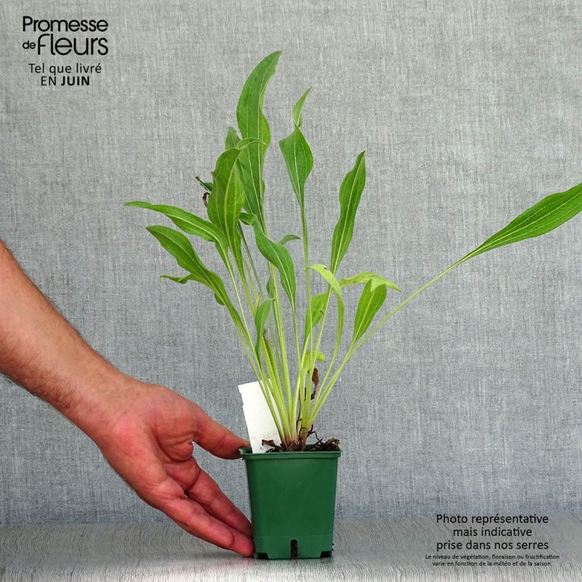 Ejemplar de Echinacea pallida Hula Dancer Godet de 9cm entregado en verano