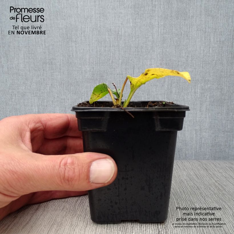 Ejemplar de Echinacea purpurea Alba Maceta de 7/8 cm entregado en otoño