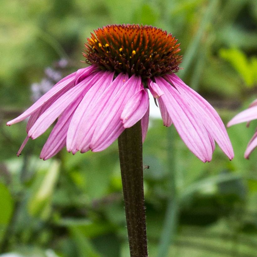 Echinacea purpurea Augustkönigin (Floración)