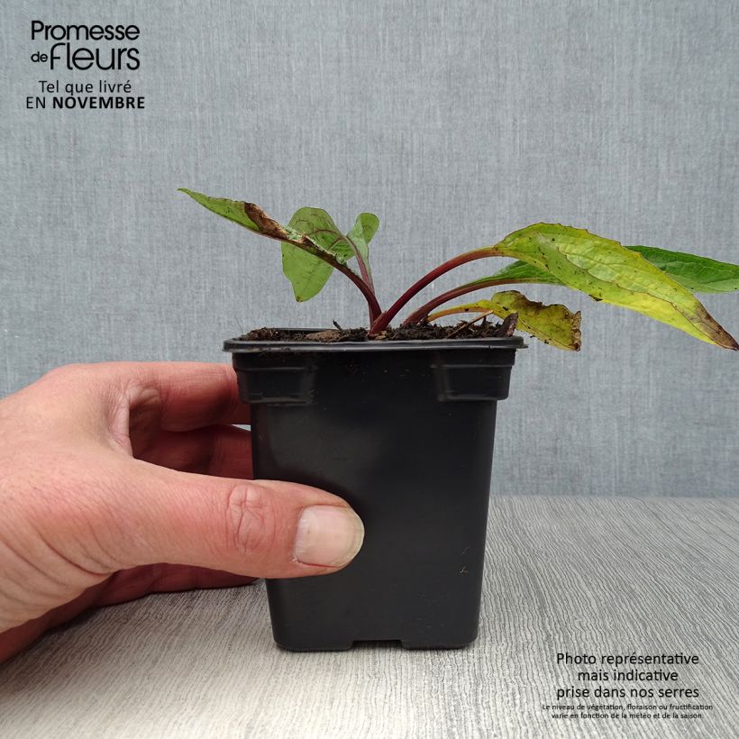 Ejemplar de Echinacea purpurea purpúrea Maceta de 7/8 cm entregado en otoño