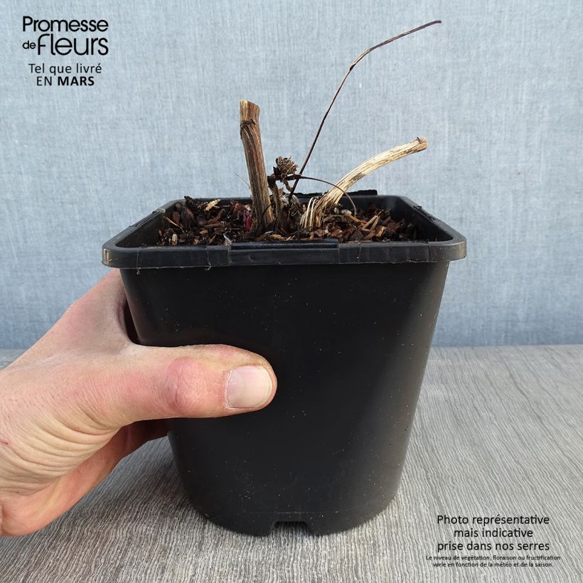 Echinacea purpurea Green Twister Maceta 1,5L/2L Ejemplar entregado en invierno