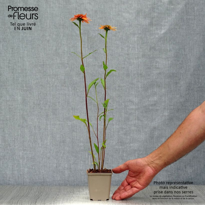 Ejemplar de Echinacea purpurea Irresistible Maceta de 8/9 cm entregado en verano