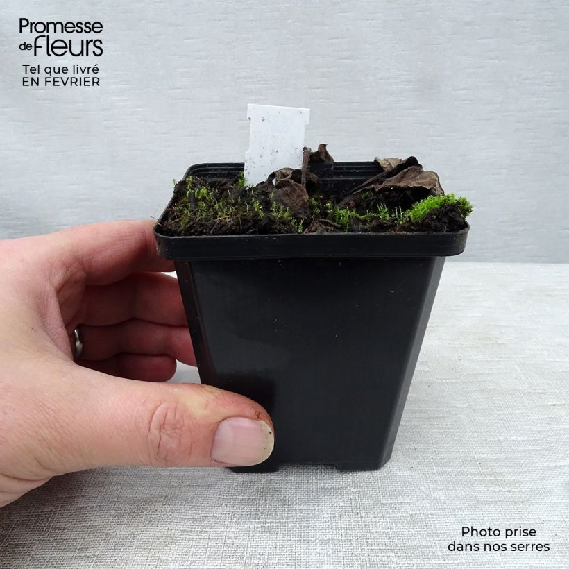 Echinacea purpurea Kim's Knee High Maceta de 8/9 cm Ejemplar entregado en invierno