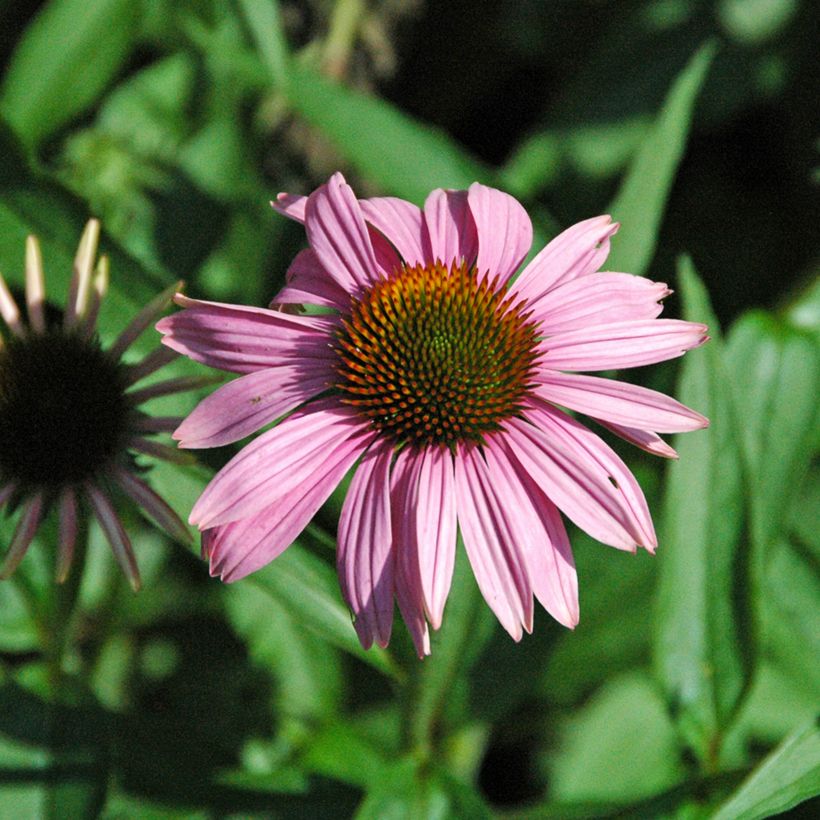 Echinacea purpurea Leuchtstern (Floración)