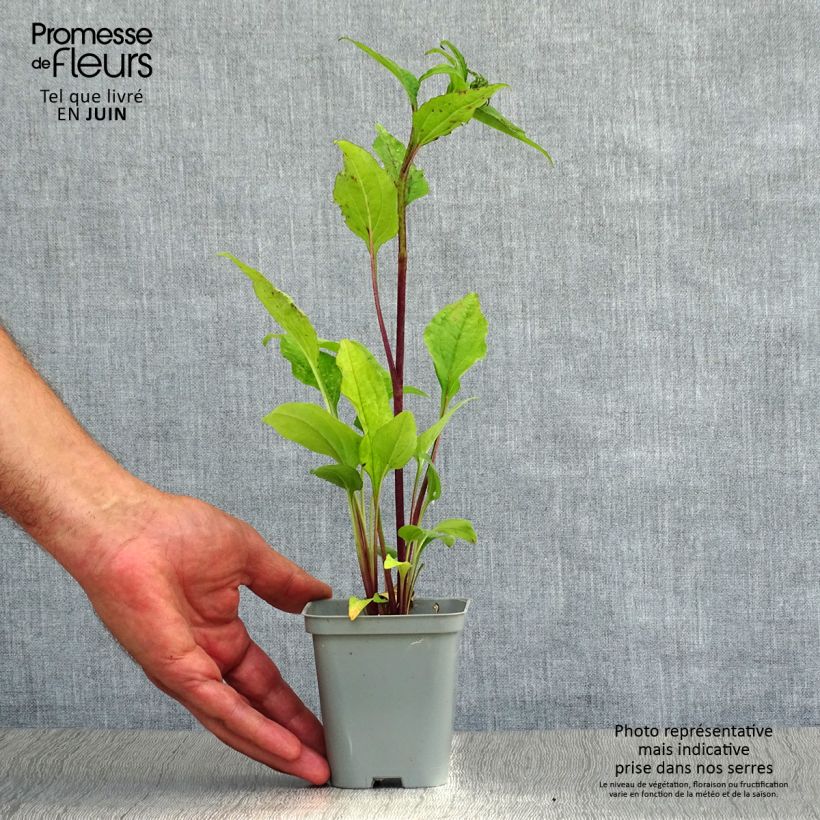 Ejemplar de Echinacea purpurea Magnus Maceta de 8/9 cm entregado en verano