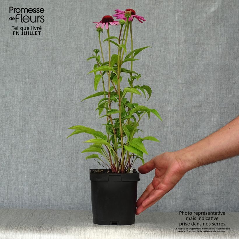 Ejemplar de Echinacea purpurea Magnus Maceta 2L/3L entregado en verano