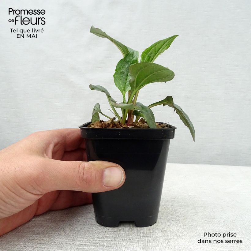 Echinacea purpurea Magnus - Echinacée en godet de 9 cm Ejemplar entregado en la primavera