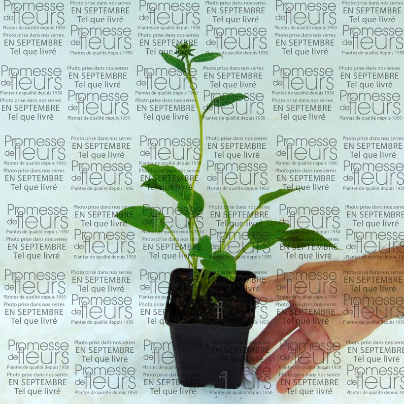 Ejemplo de ejemplar de Echinacea purpurea Mozarella Maceta de 8/9 cm tal y como se entrega