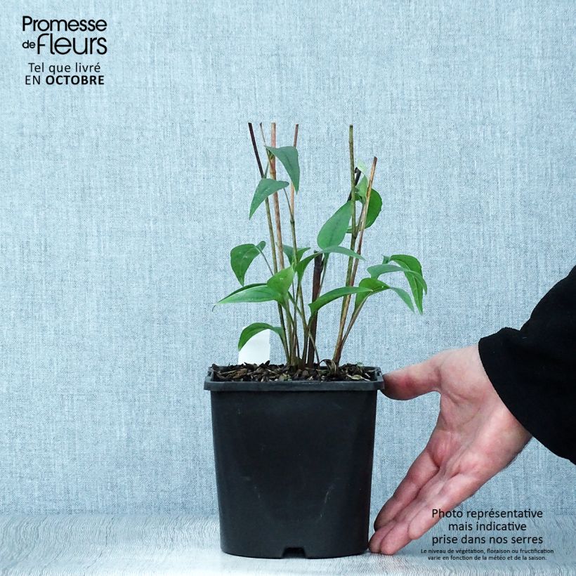 Ejemplar de Echinacea purpurea Pica Bella Maceta 2L/3L entregado en otoño