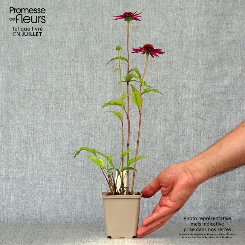 Ejemplar de Echinacea purpurea Pica Bella - Echinacée en godet de 9 cm entregado en verano