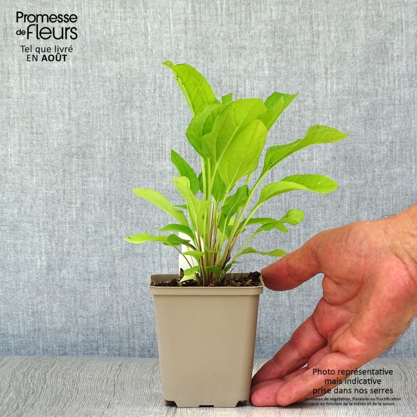 Ejemplar de Echinacea purpurea Pink Double Delight Maceta de 8/9 cm entregado en verano