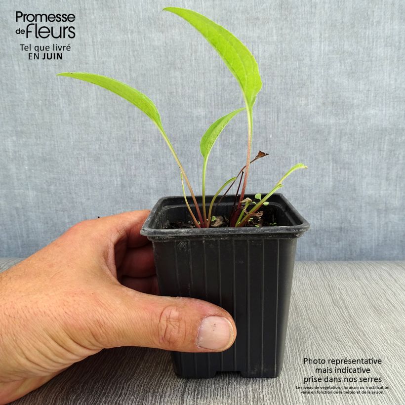 Ejemplar de Echinacea purpurea purpúrea Maceta de 7/8 cm entregado en verano