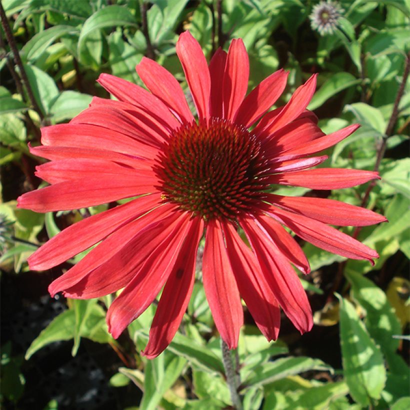 Echinacea purpurea Solar Flare (Floración)