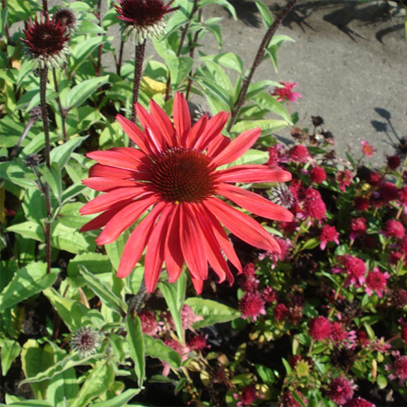 Echinacea purpurea Solar Flare (Porte)