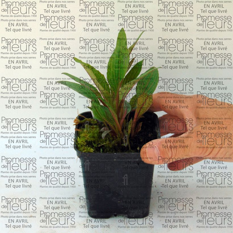 Ejemplo de ejemplar de Echinacea purpurea Solar Flare Maceta de 8/9 cm tal y como se entrega