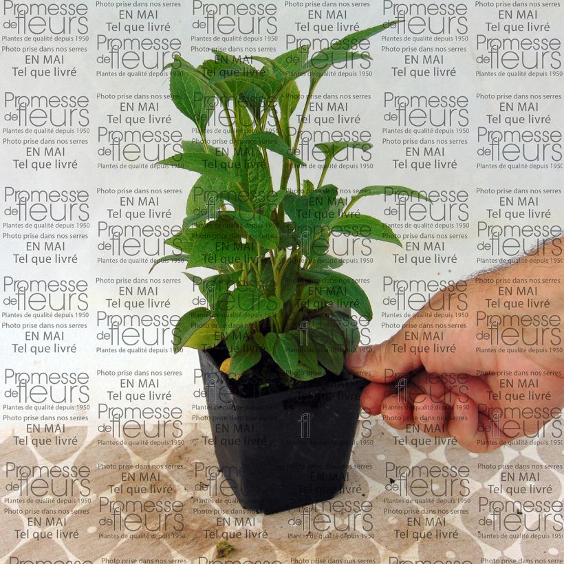 Ejemplo de ejemplar de Echinacea purpurea The King Maceta de 8/9 cm tal y como se entrega
