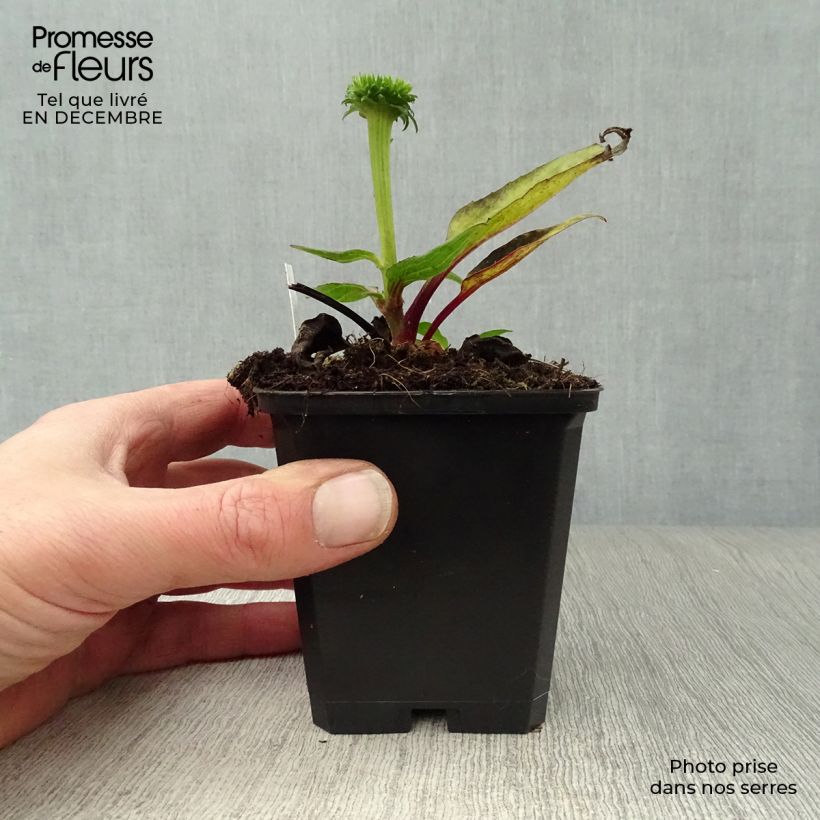 Echinacea purpurea Vintage Wine Maceta de 8/9 cm Ejemplar entregado en invierno