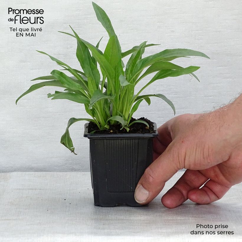 Echinacea purpurea White Meditation Godet de 9cm Ejemplar entregado en la primavera